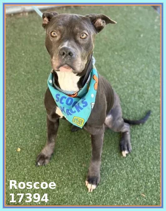 Enlarge ROSCOE, a ADOPTABLE mixed breed in Marietta, GA image 4/5