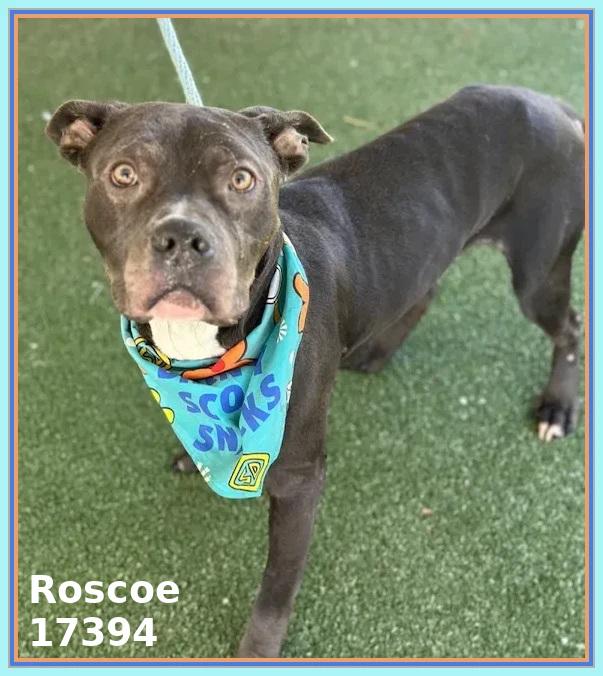 ROSCOE, ADOPTABLE, Adult Male Pit Bull Terrier & American Staffordshire Terrier.