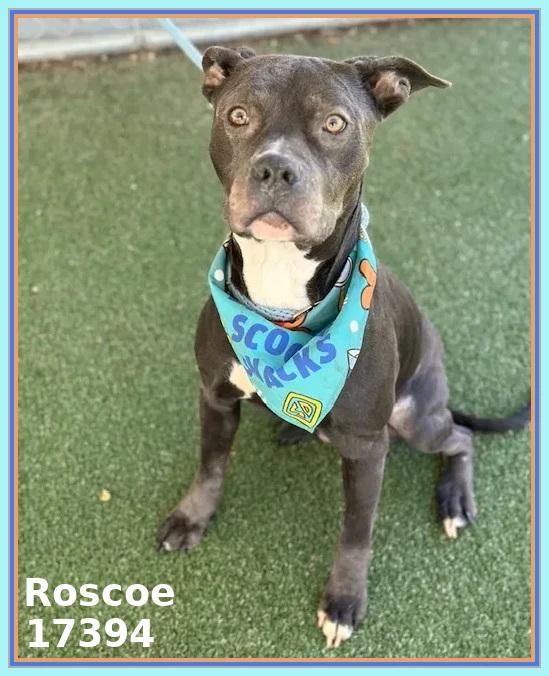 Enlarge ROSCOE, a ADOPTABLE mixed breed in Marietta, GA image 5/5
