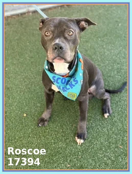 Enlarge ROSCOE, a ADOPTABLE mixed breed in Marietta, GA image 3/5