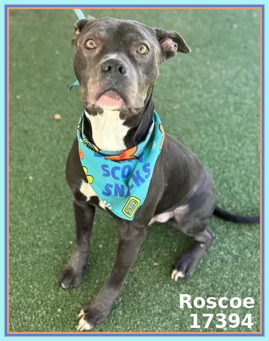 Enlarge ROSCOE, a ADOPTABLE mixed breed in Marietta, GA image 2/5