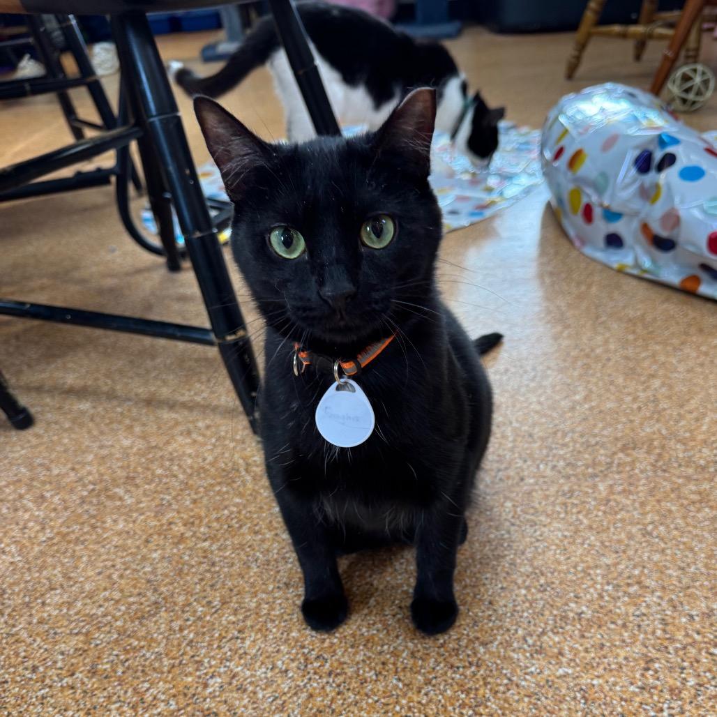 Bagheera, a Adoptable Domestic Short Hair in Normal, IL image 1/3