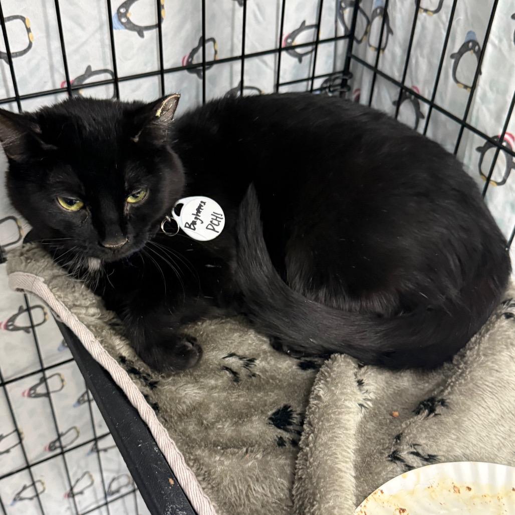 Bagheera, Adoptable, Adult Female Domestic Short Hair.
