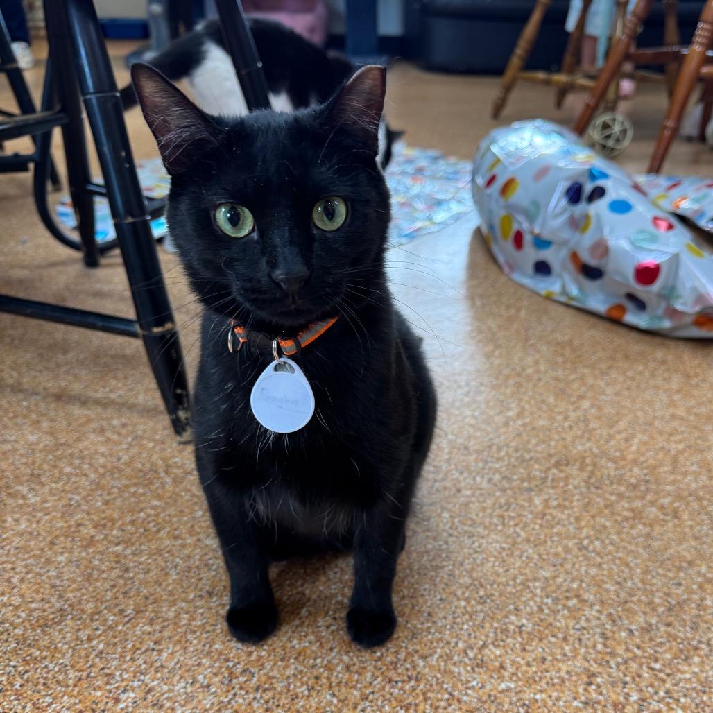 Bagheera, a Adoptable Domestic Short Hair in Normal, IL image 3/3