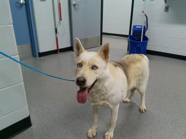 Enlarge HONEY, a Adoptable Siberian Husky in Kalamazoo, MI image 1/1
