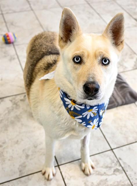HONEY, Adoptable, Adult Female Siberian Husky.