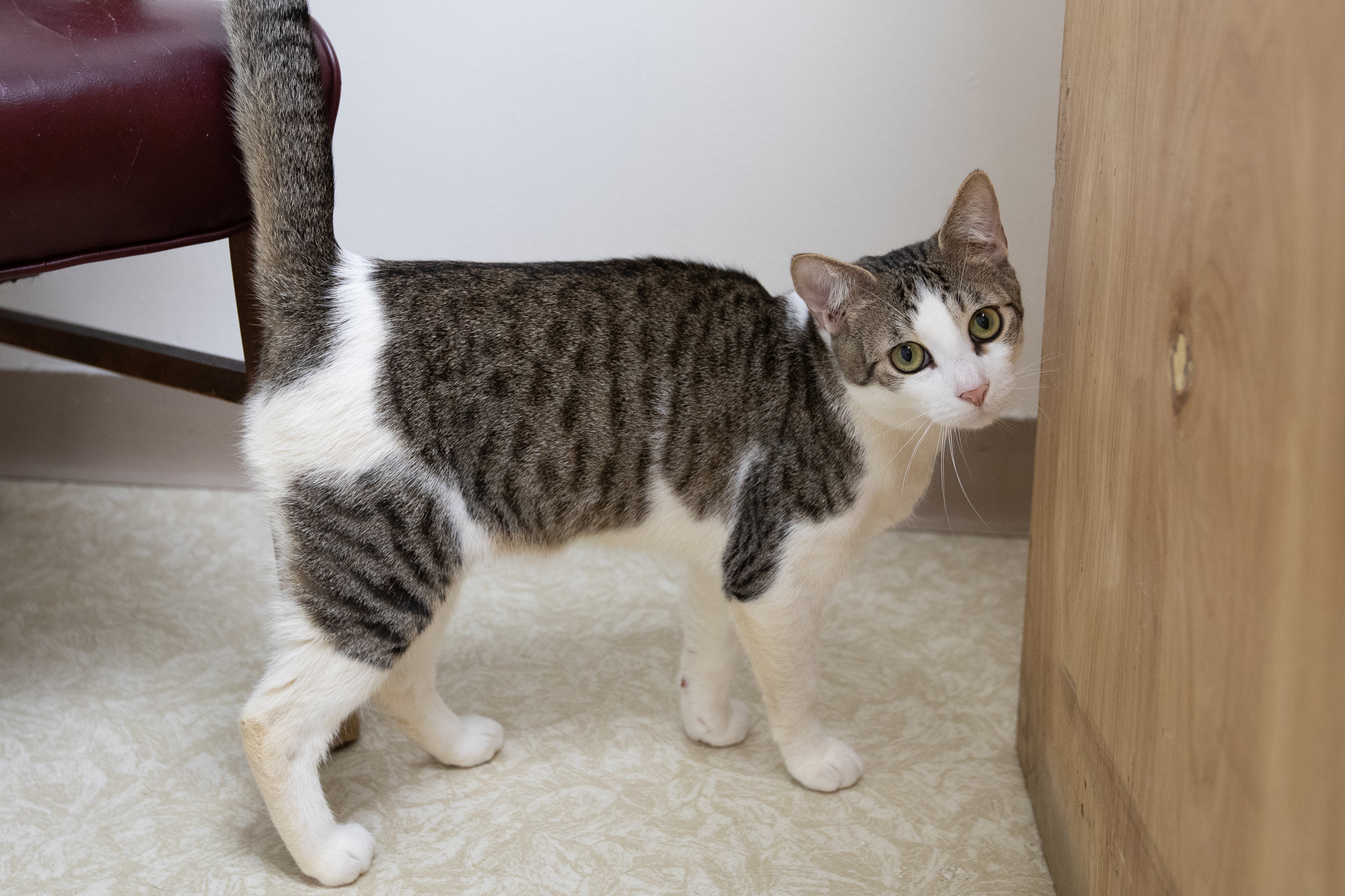 Enlarge Rascal, a Adoptable Domestic Short Hair in Montclair, NJ image 1/6