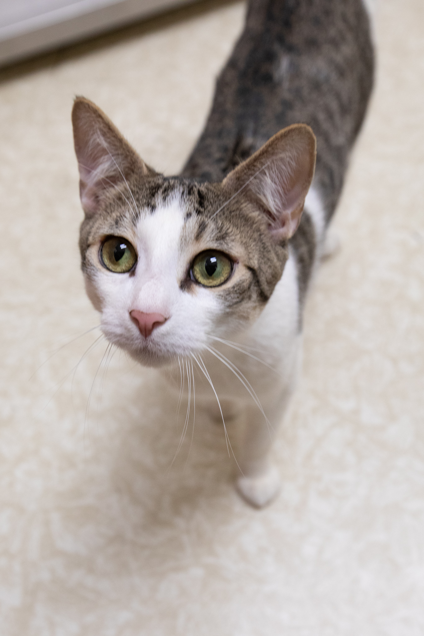 Enlarge Rascal, a Adoptable Domestic Short Hair in Montclair, NJ image 3/6