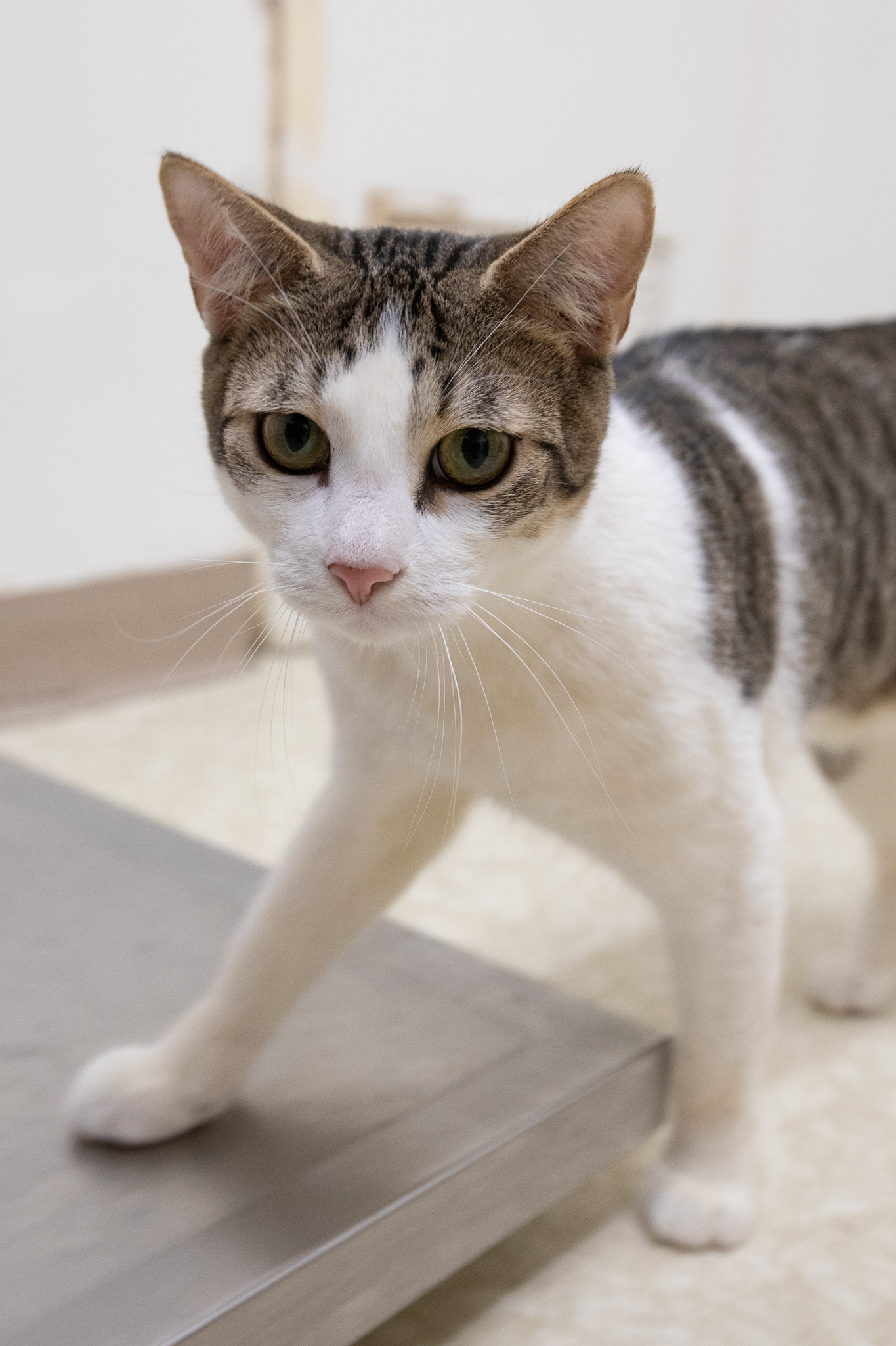 Enlarge Rascal, a Adoptable Domestic Short Hair in Montclair, NJ image 4/6
