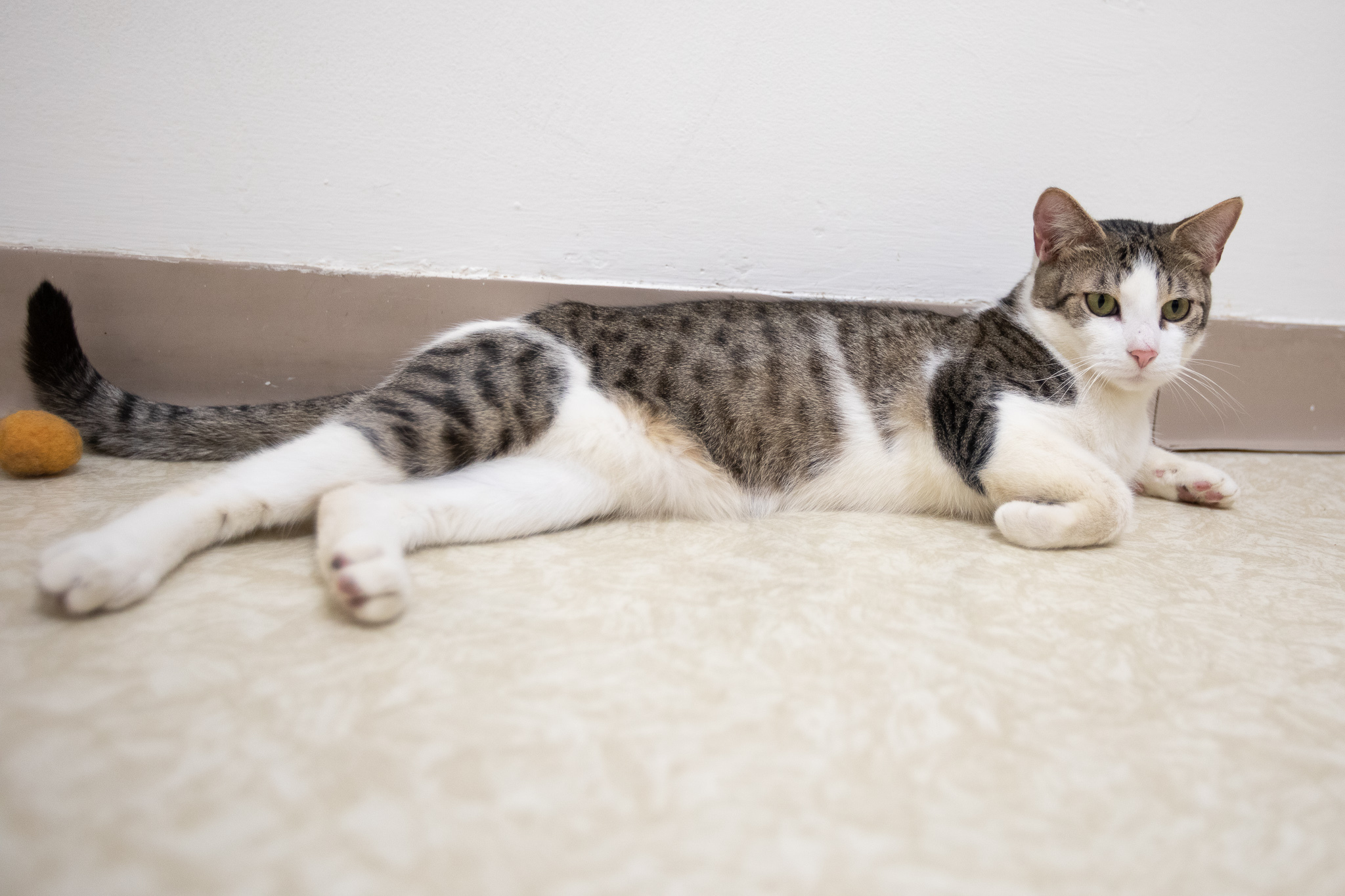 Enlarge Rascal, a Adoptable Domestic Short Hair in Montclair, NJ image 5/6