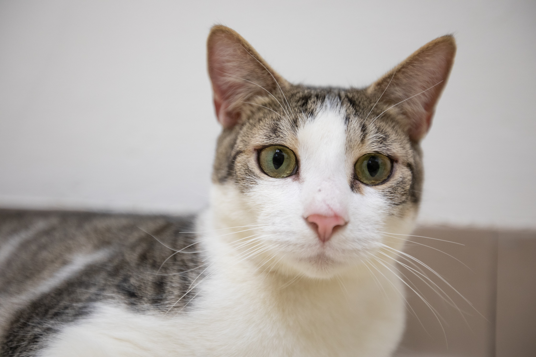 Rascal, Adoptable, Young Male Domestic Short Hair.