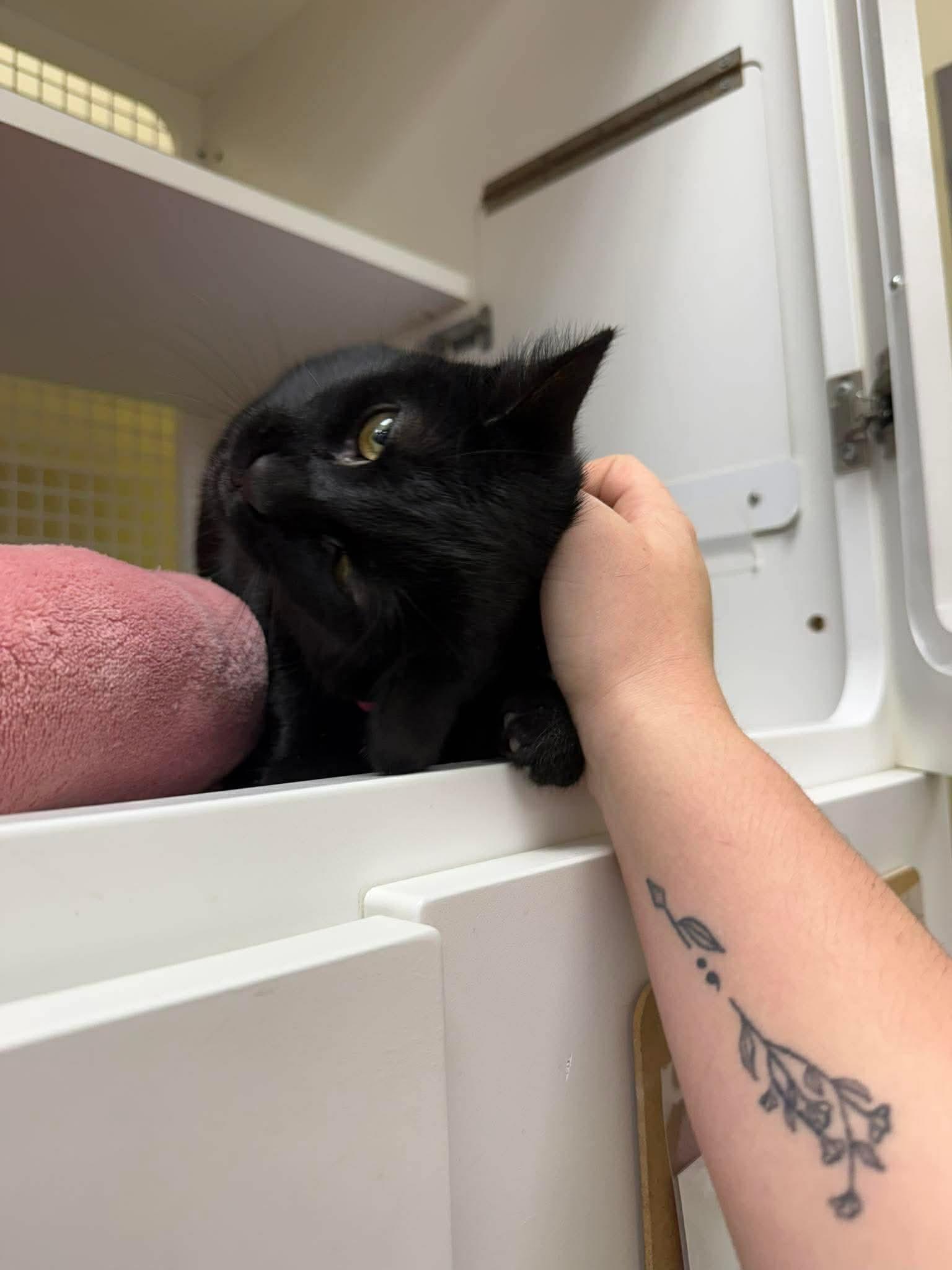 Enlarge Salem, a ADOPTABLE Domestic Short Hair in Avondale, PA image 2/2
