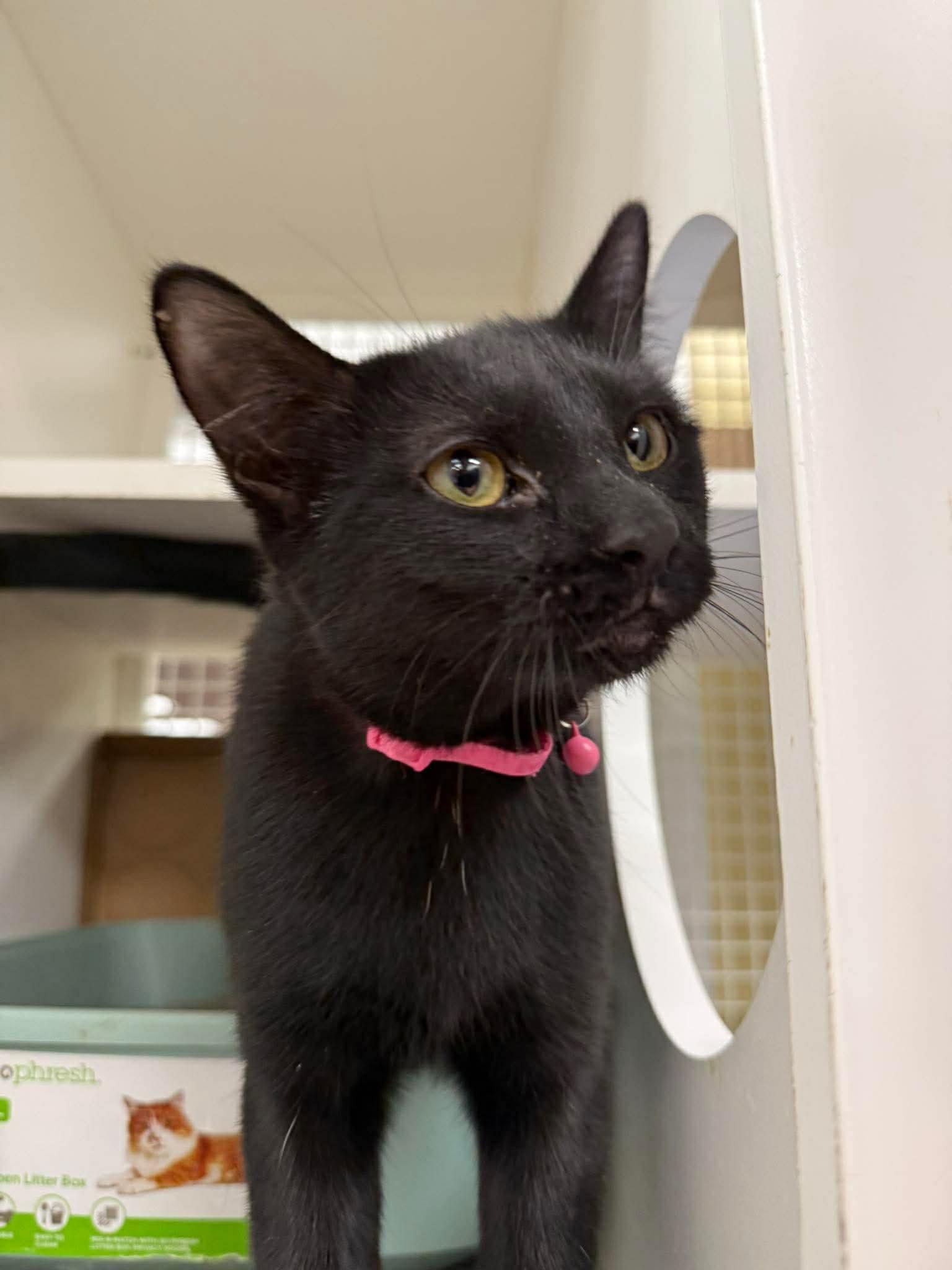 Salem, ADOPTABLE, Young Female Domestic Short Hair.