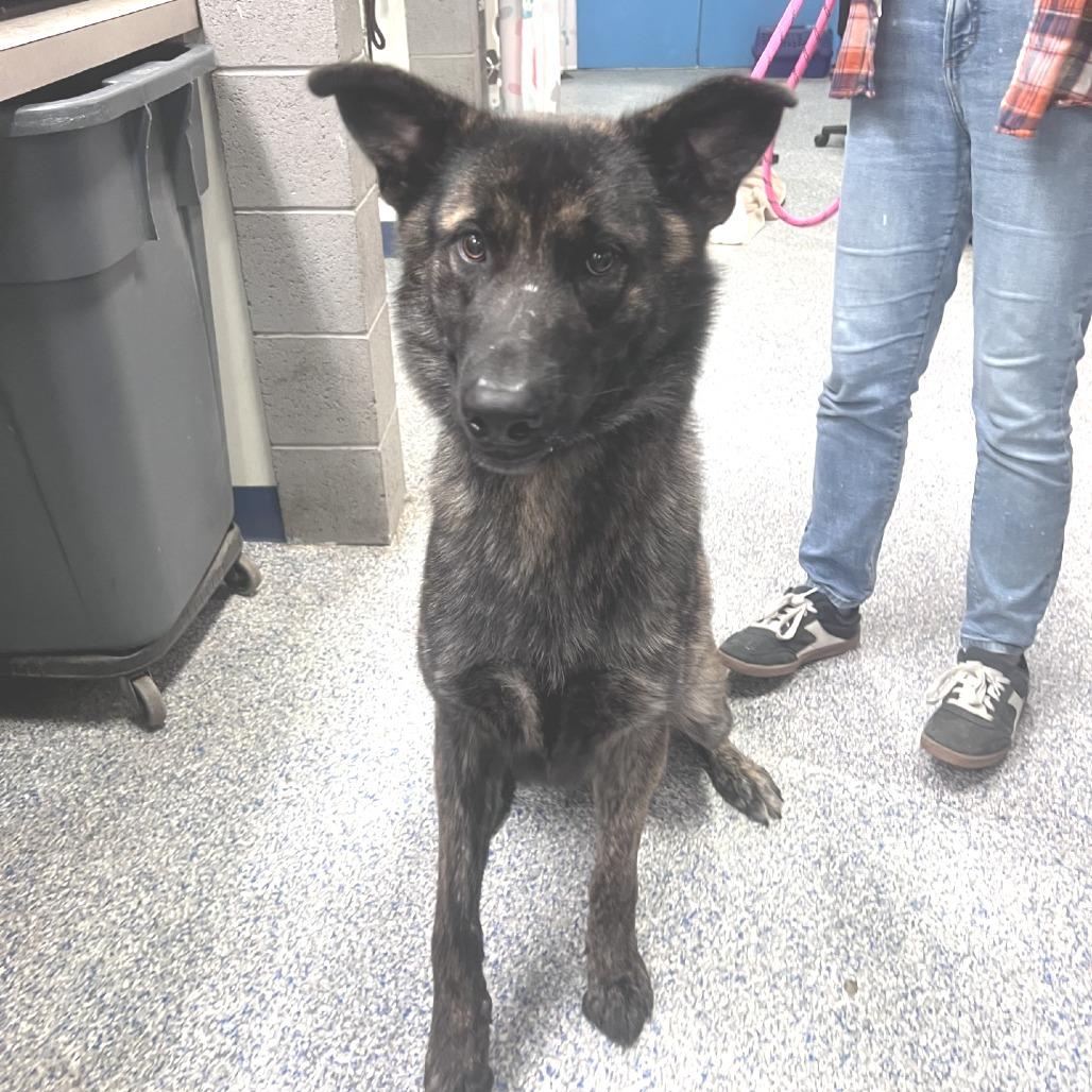 Enlarge Dutch, a Adoptable mixed breed in Port Townsend, WA image 1/1