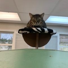 Virginnia - Purrmanent Resident