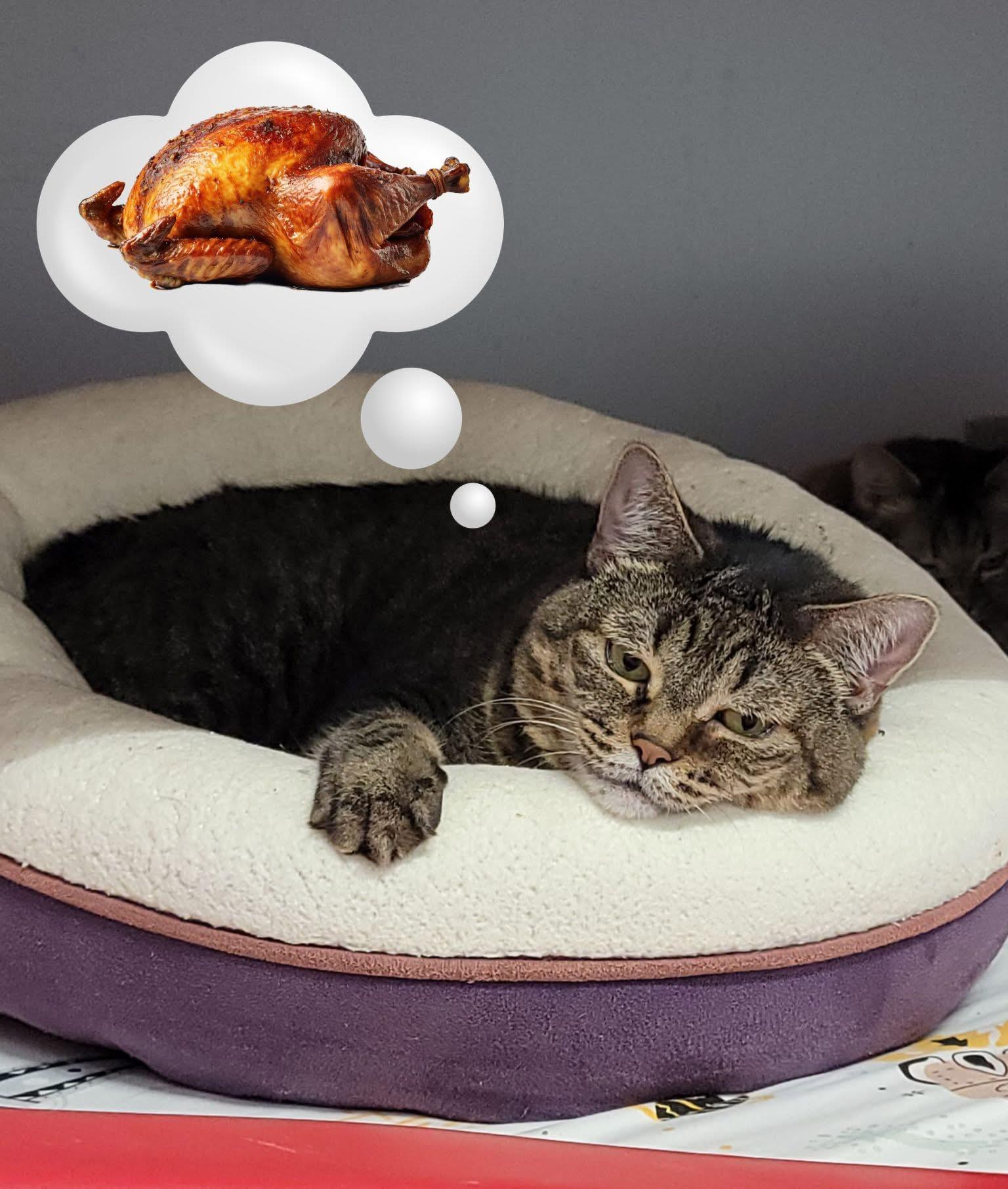 Virginnia - Purrmanent Resident — thumbnail 3