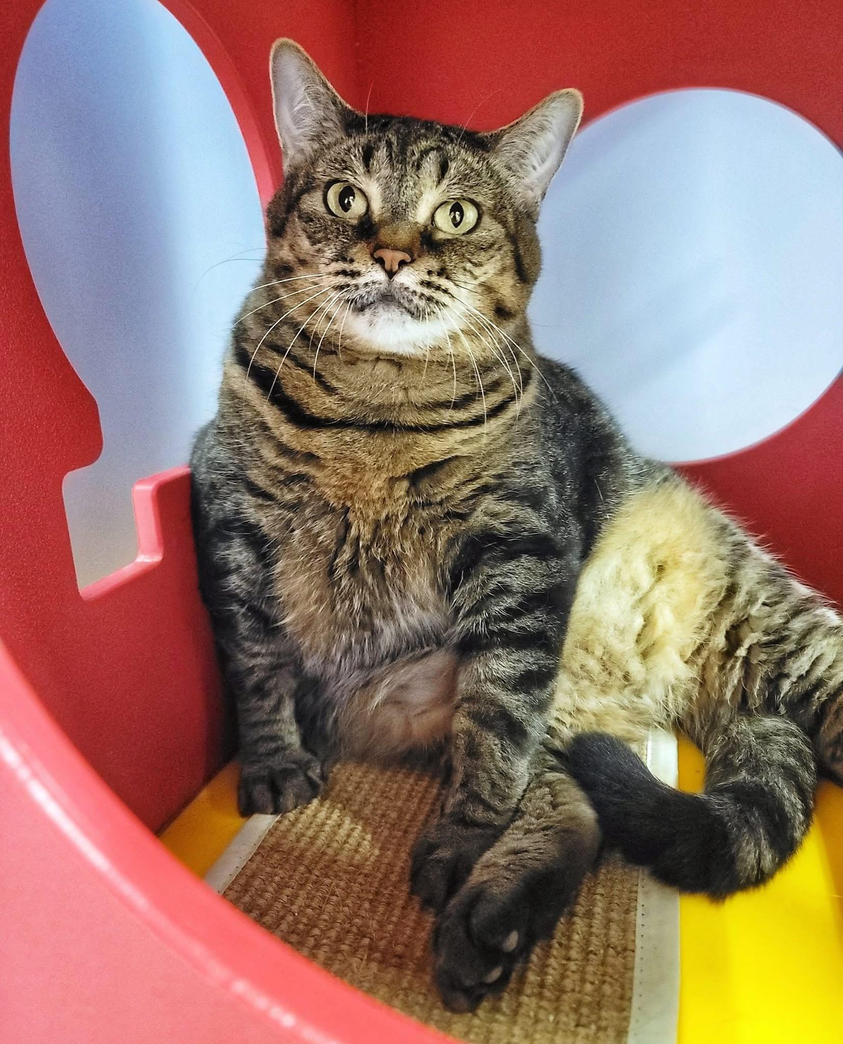 Virginnia - Purrmanent Resident — thumbnail 4