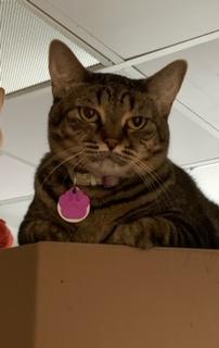 Virginnia - Purrmanent Resident — thumbnail 5