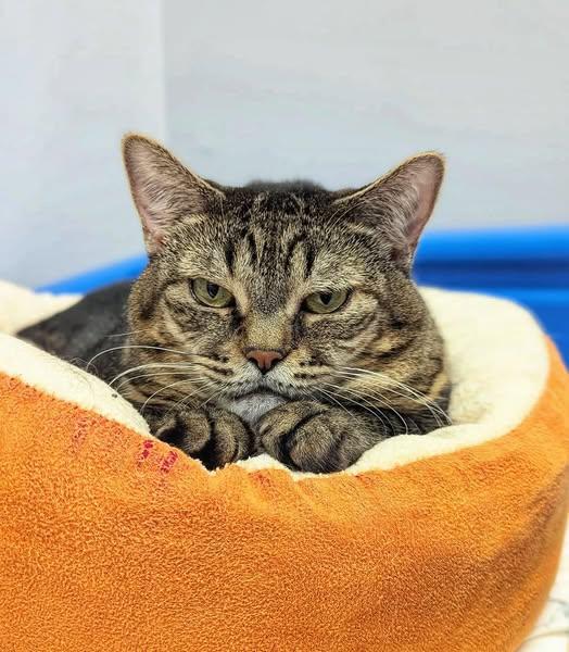 Virginnia - Purrmanent Resident — thumbnail 6