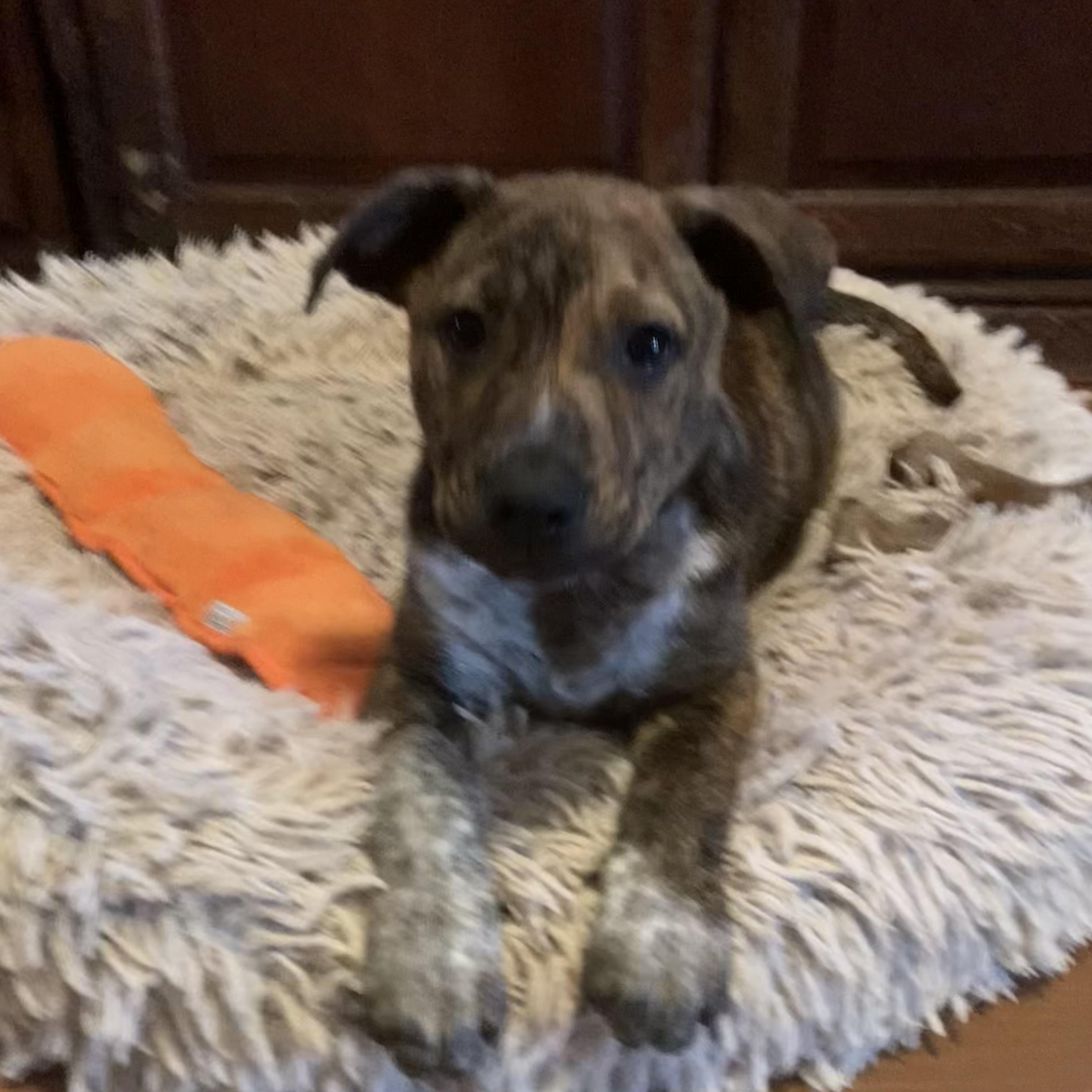 Doogan, an adopted mixed breed in Noble, OK image 5/5