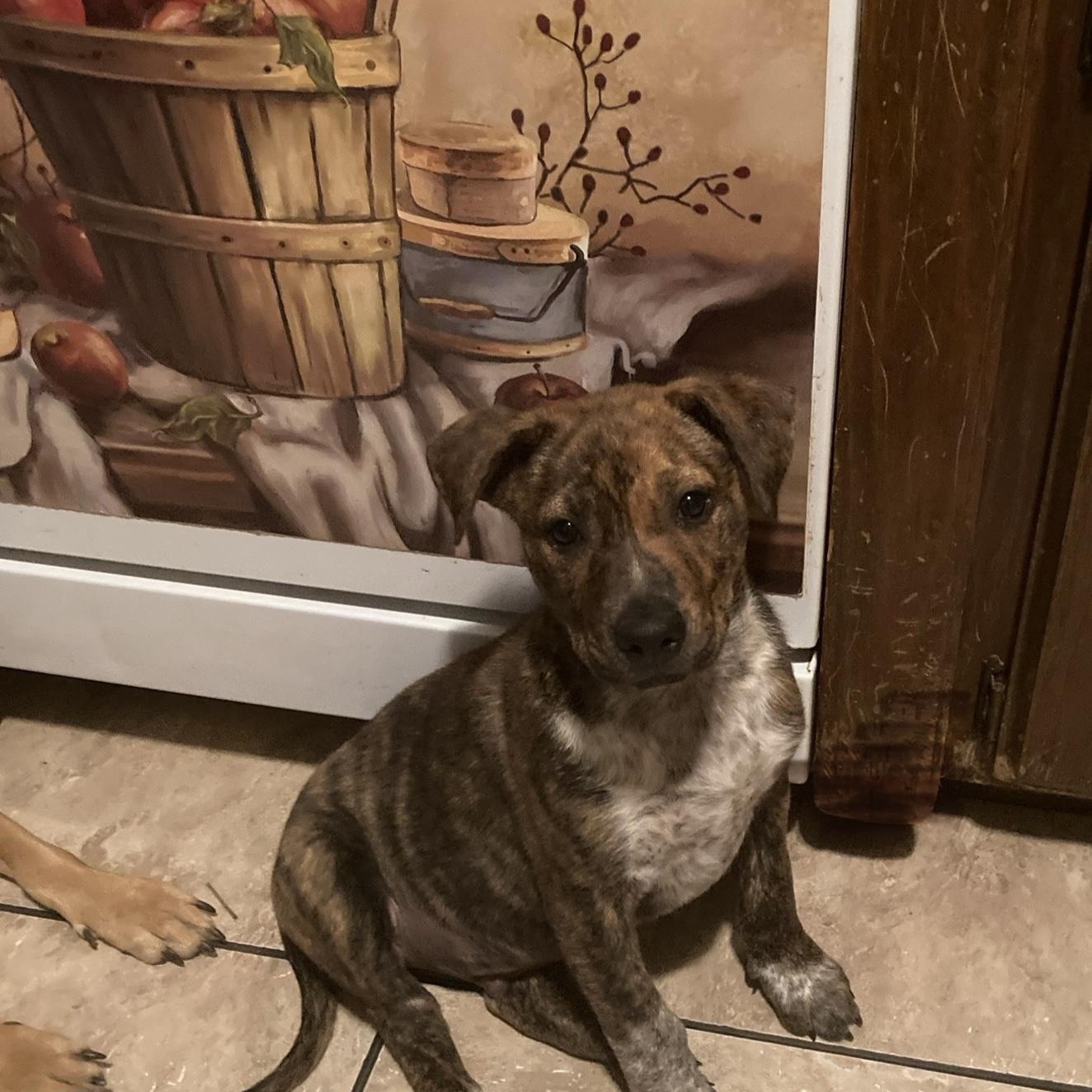 Doogan, an adopted mixed breed in Noble, OK image 3/5