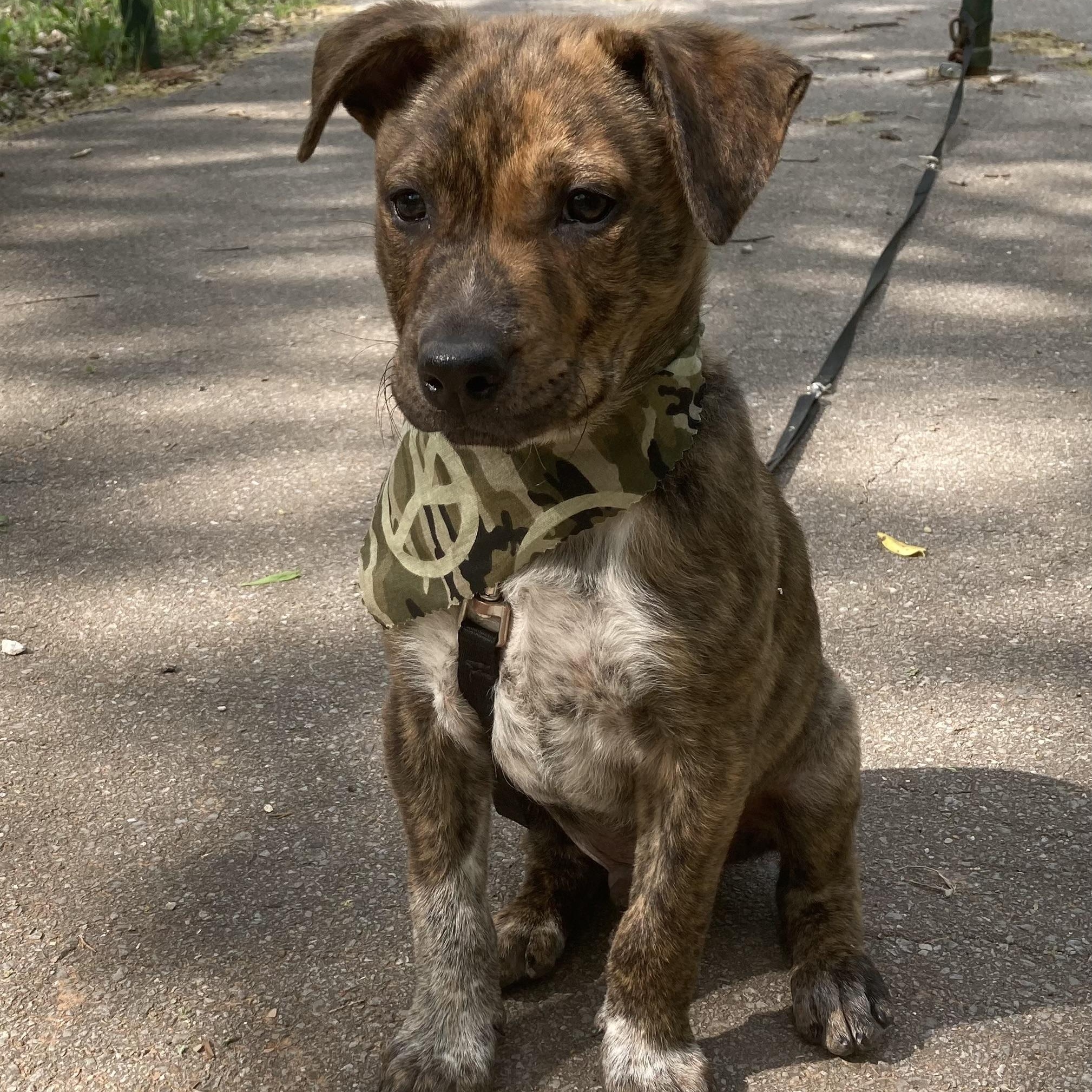 Doogan, an adopted mixed breed in Noble, OK image 4/5