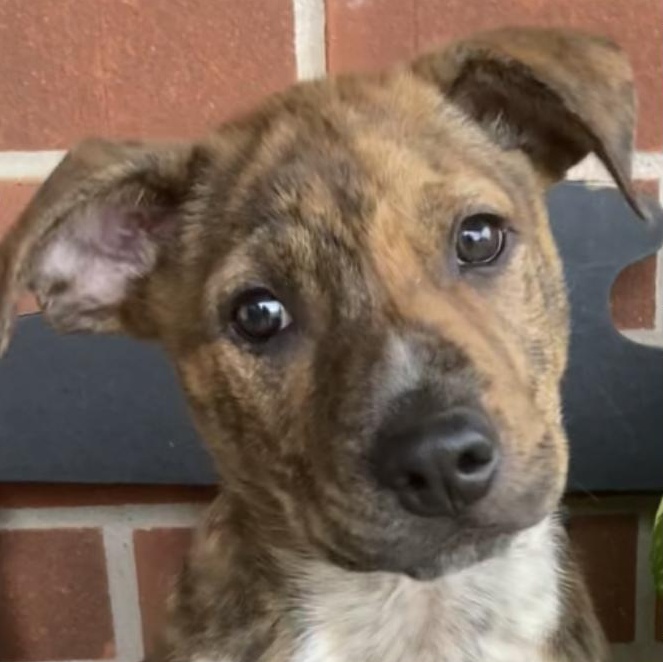 Doogan, an adopted mixed breed in Noble, OK image 2/5