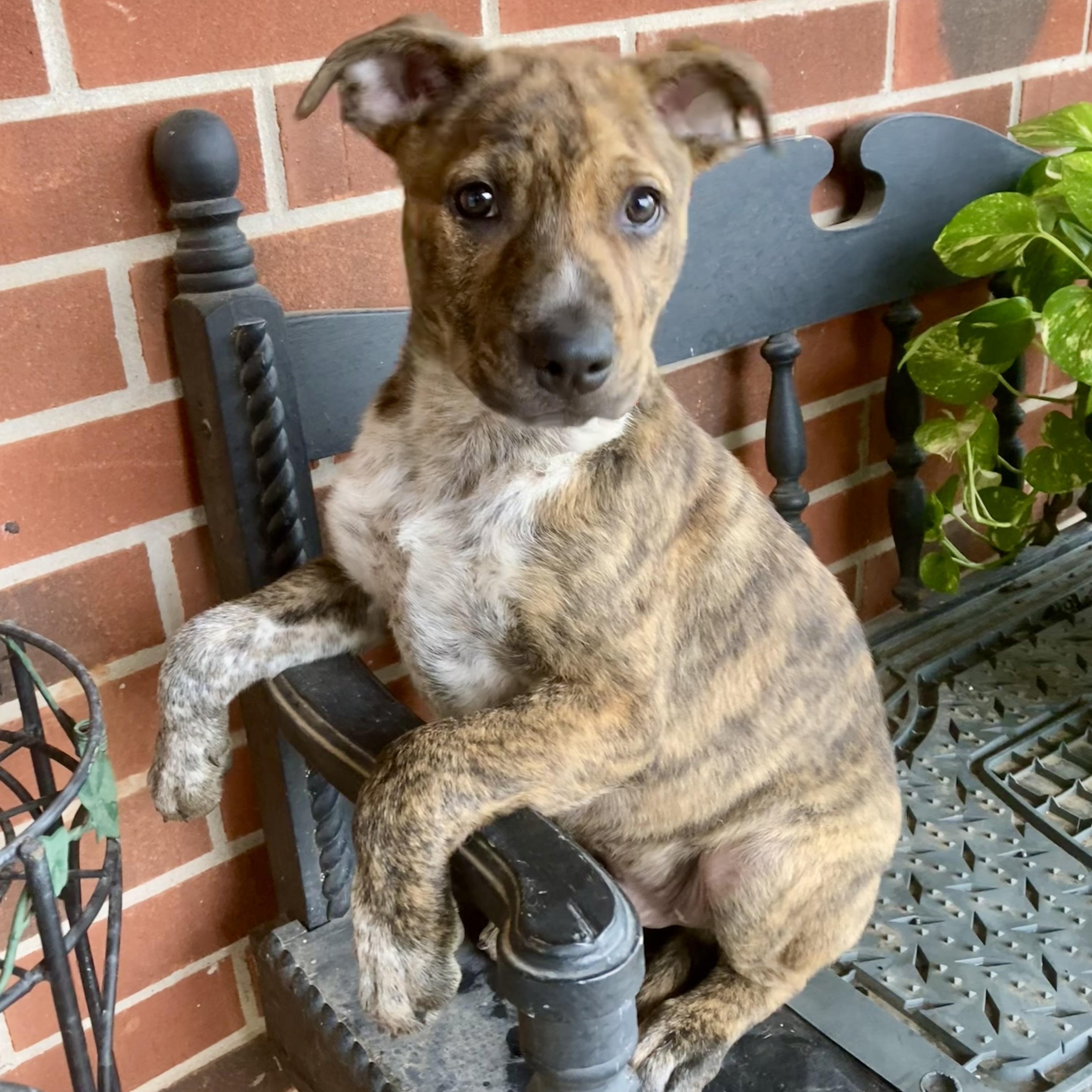 Doogan, an adopted mixed breed in Noble, OK image 1/5