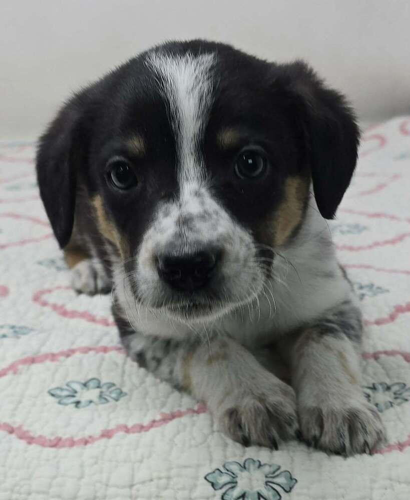 Antiope (A-Litter), a Adopted mixed breed in Brewster , NY image 1/3