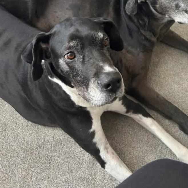 Zora, Adoptable, Senior Female Great Dane.