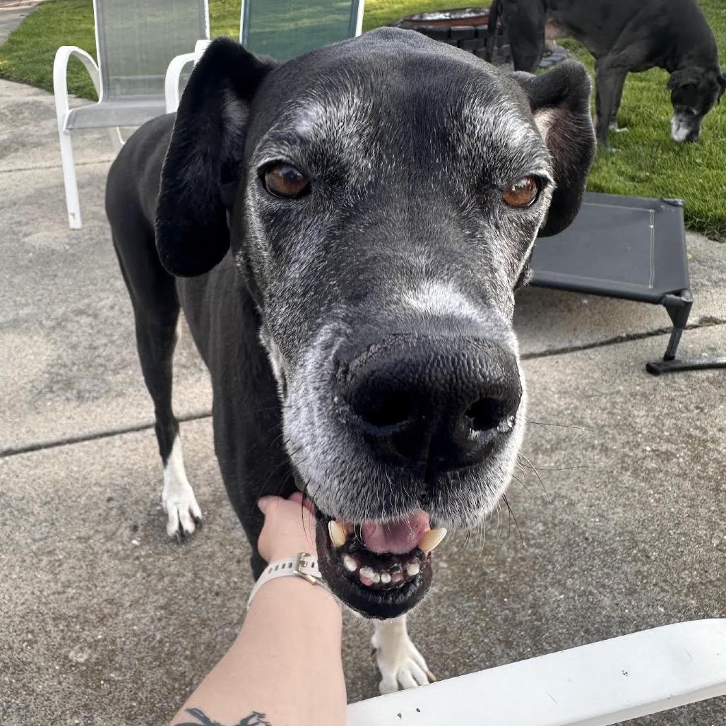 Zora, a Adoptable Great Dane in Ferndale, MI image 4/6