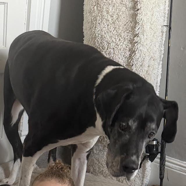 Zora, a Adoptable Great Dane in Ferndale, MI image 5/6