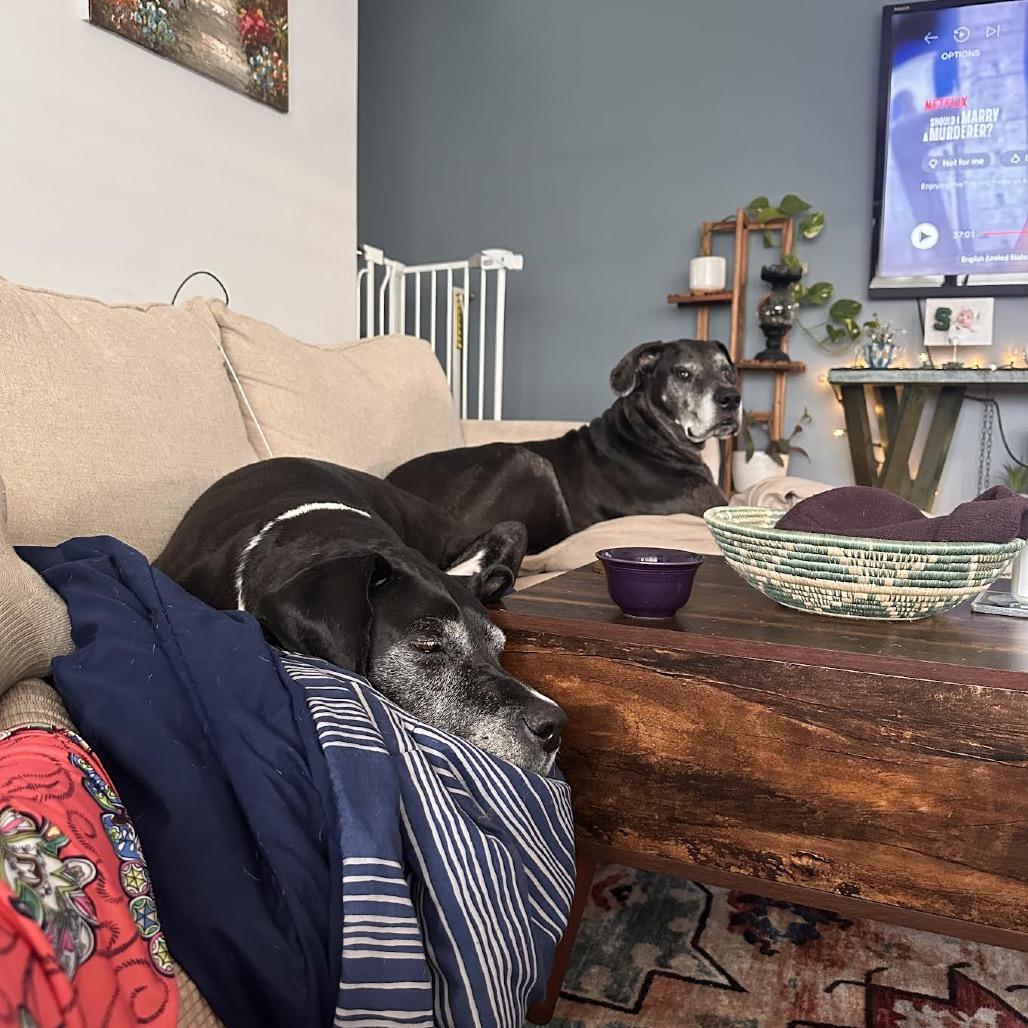 Zora, a Adoptable Great Dane in Ferndale, MI image 6/6