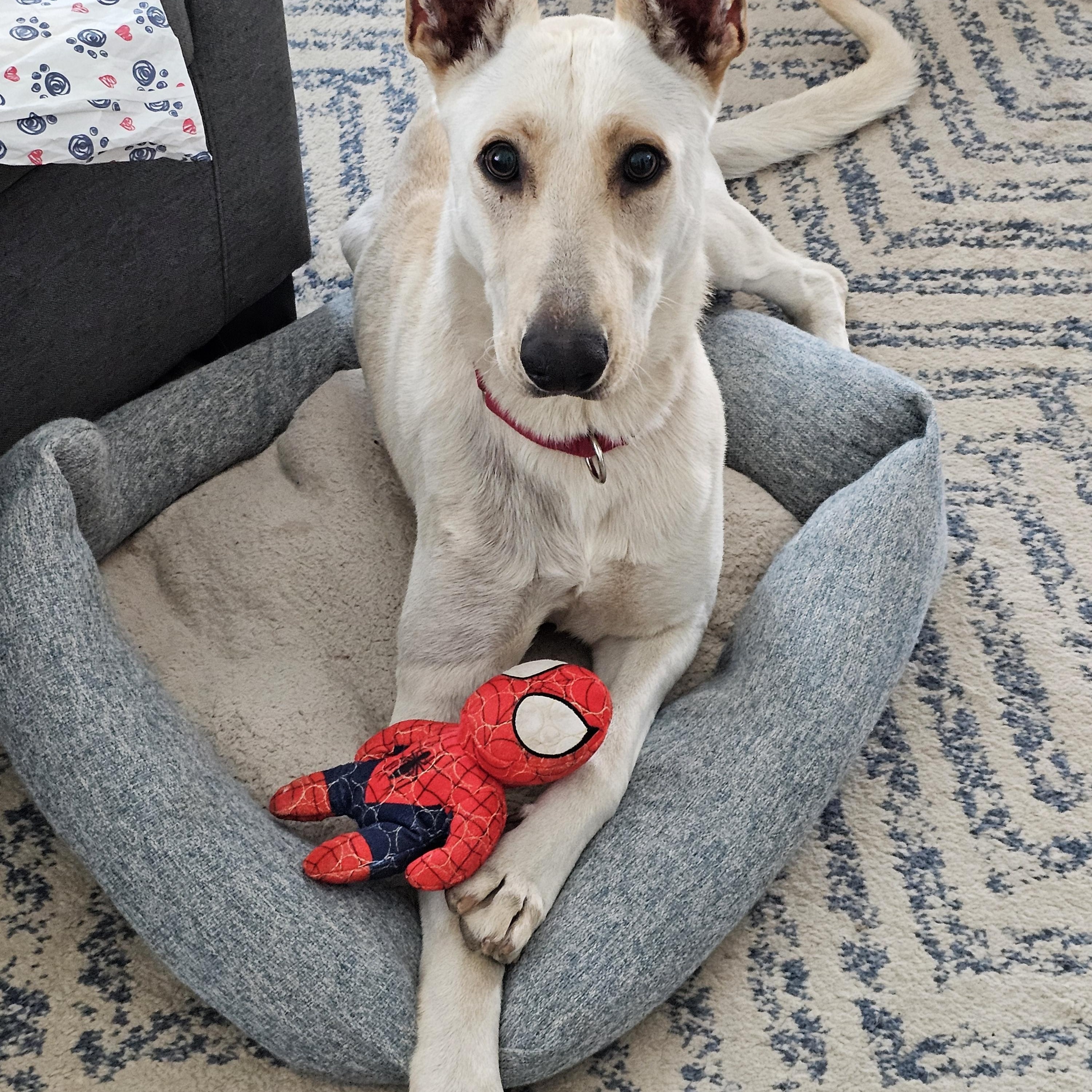 Zulu, a Adoptable mixed breed in Santa Barbara, CA image 1/6