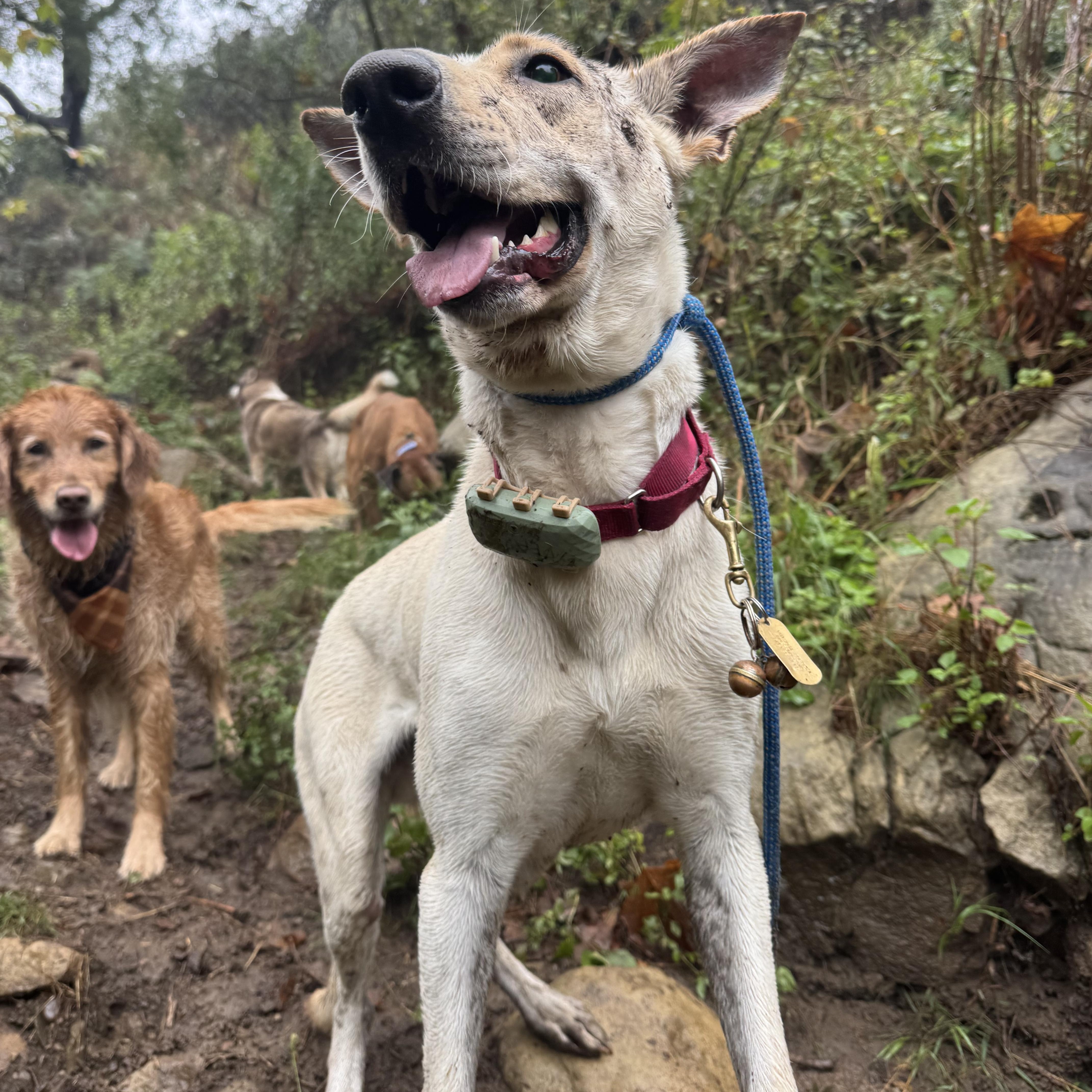 Zulu, a Adoptable mixed breed in Santa Barbara, CA image 2/6