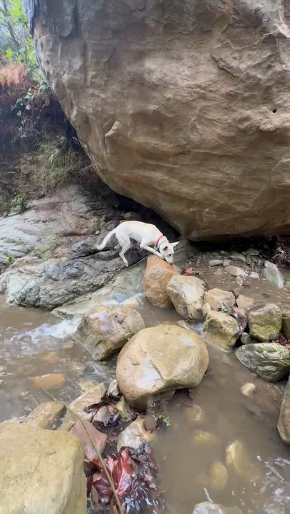 Enlarge Zulu, a Adoptable mixed breed in Santa Barbara, CA video 4/6