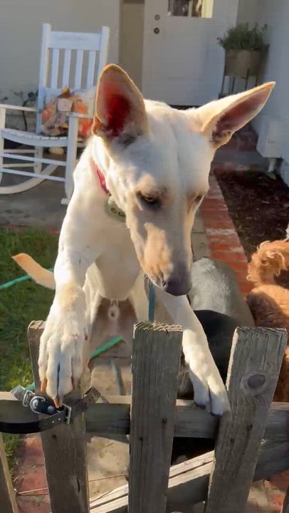 Enlarge Zulu, a Adoptable mixed breed in Santa Barbara, CA video 5/6