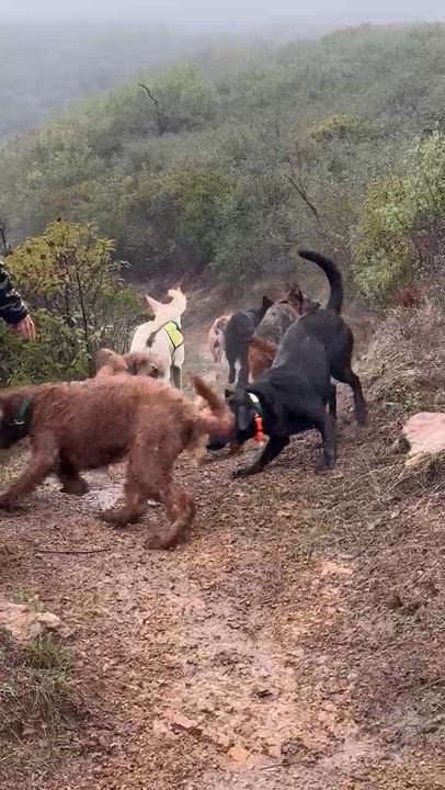 Enlarge Zulu, a Adoptable mixed breed in Santa Barbara, CA video 6/6