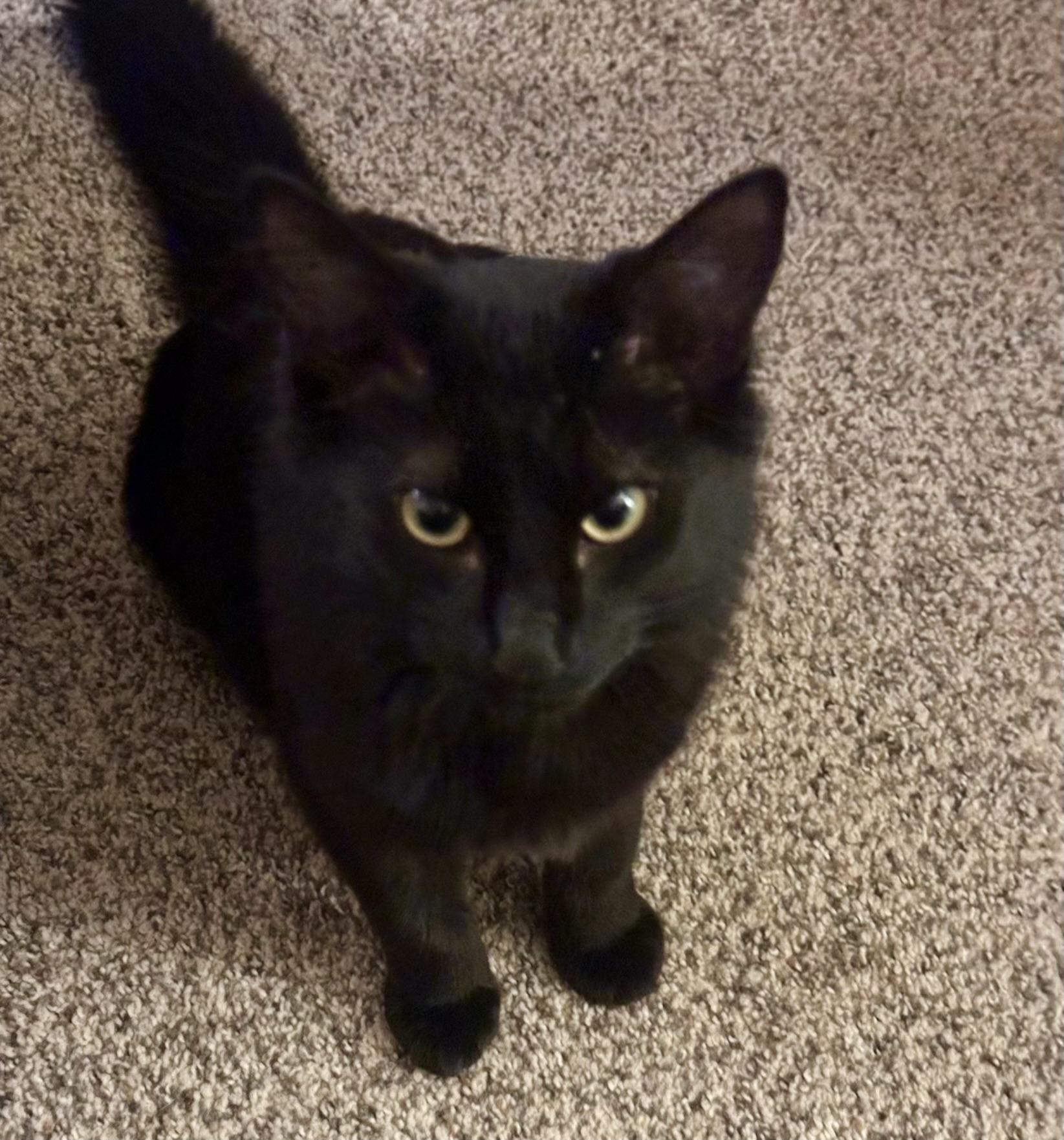 Lorenzo, ADOPTABLE, Young Male Maine Coon & Domestic Medium Hair.