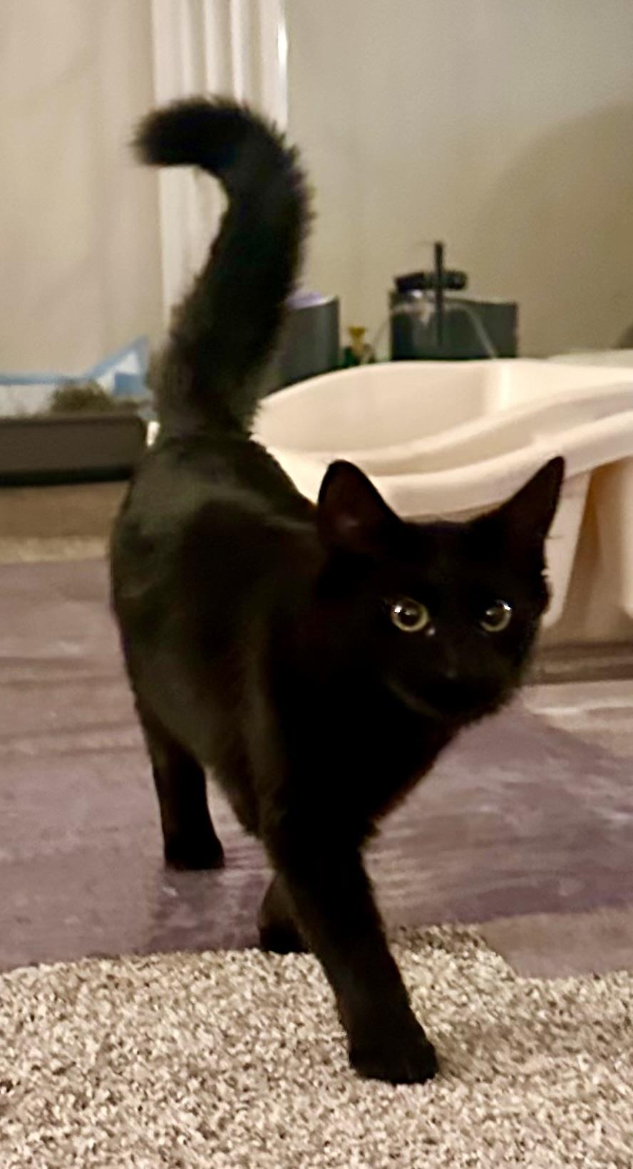 Enlarge Lorenzo, a ADOPTABLE mixed breed in Atlanta, GA image 2/4