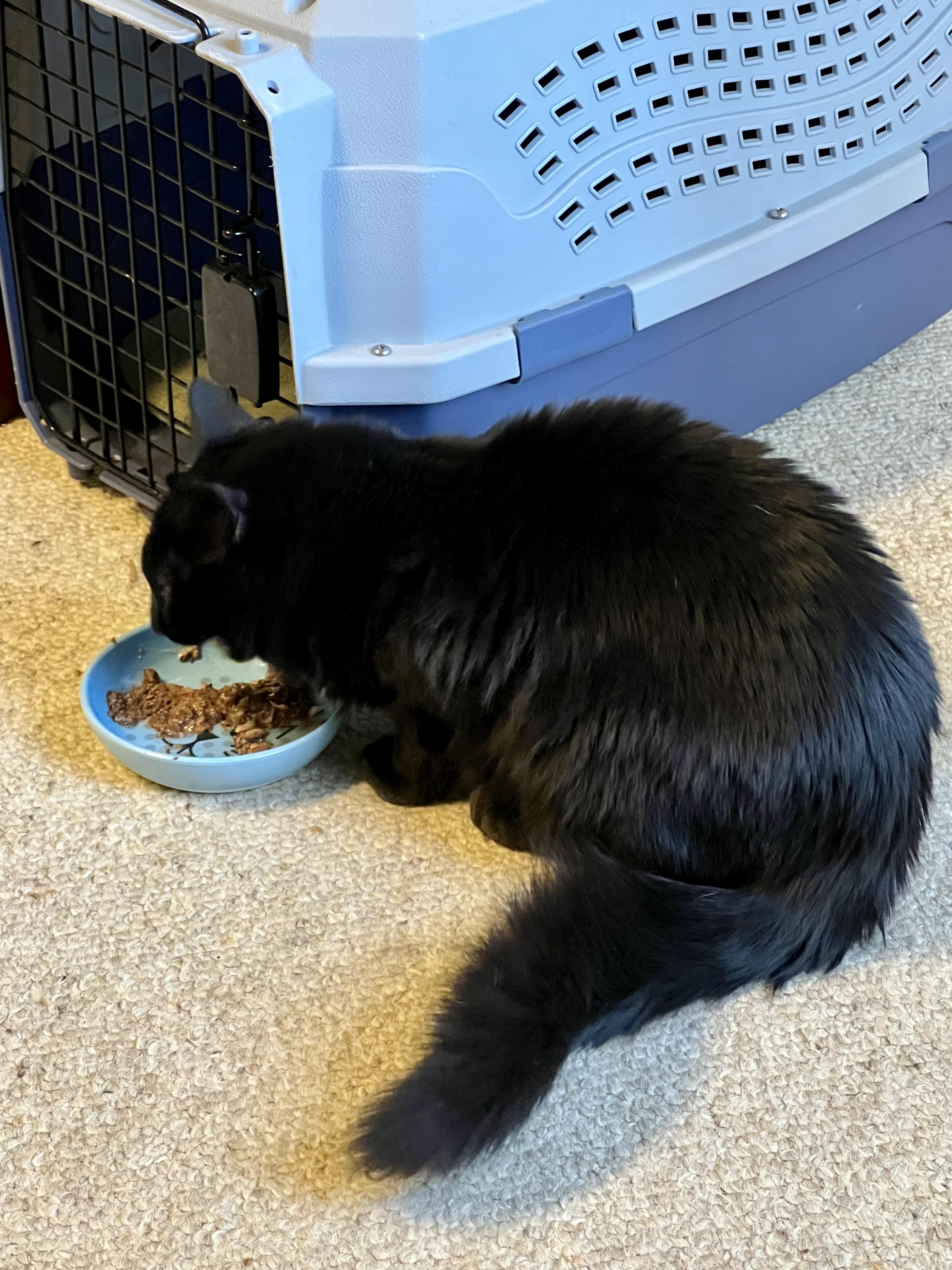 Enlarge Lorenzo, a ADOPTABLE mixed breed in Atlanta, GA image 4/4