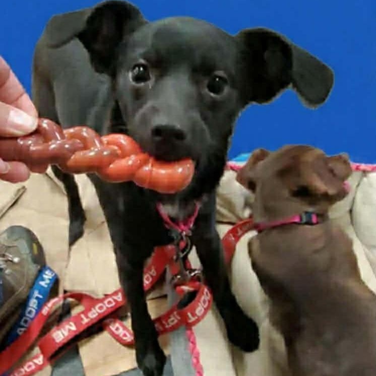 Enlarge Joela Susette, a ADOPTABLE mixed breed in San Jose, CA image 5/6