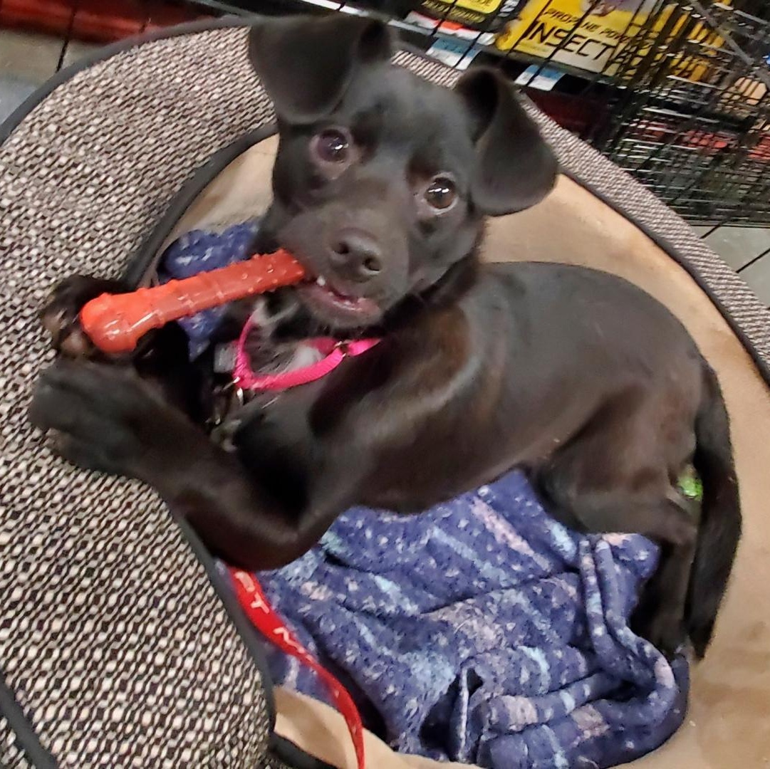 Enlarge Joela Susette, a ADOPTABLE mixed breed in San Jose, CA image 6/6