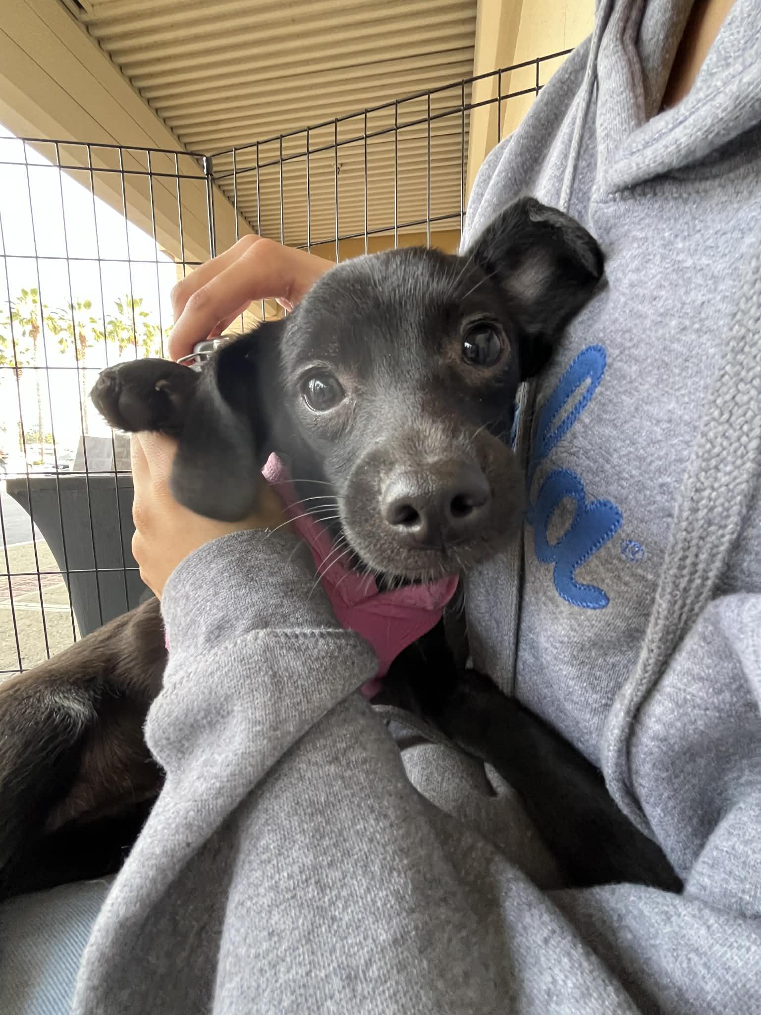 Joela Susette, ADOPTABLE, Puppy Female Chihuahua.
