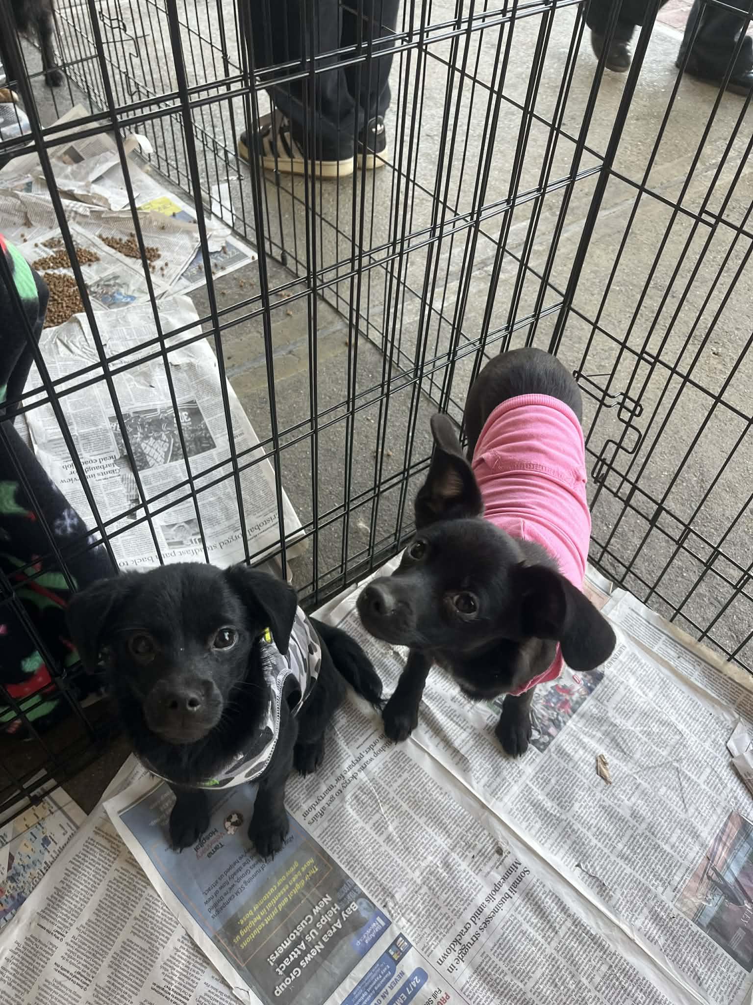 Enlarge Joela Susette, a ADOPTABLE mixed breed in San Jose, CA image 4/6