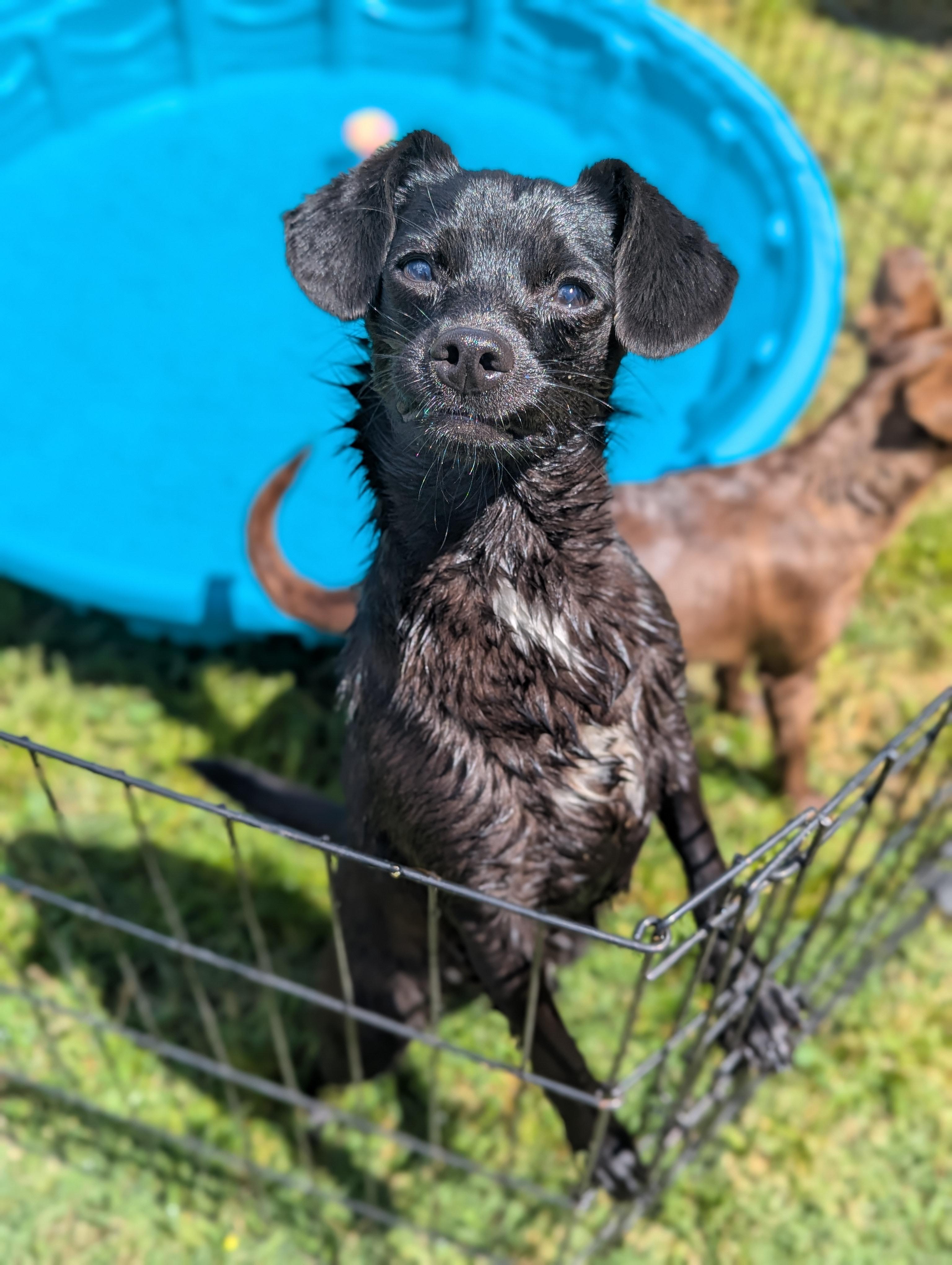 Joela Susette, ADOPTABLE, Puppy Female Chihuahua.
