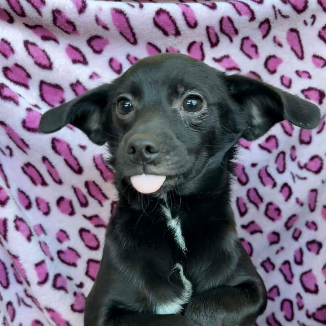 Enlarge Joela Susette, a ADOPTABLE mixed breed in San Jose, CA image 3/6