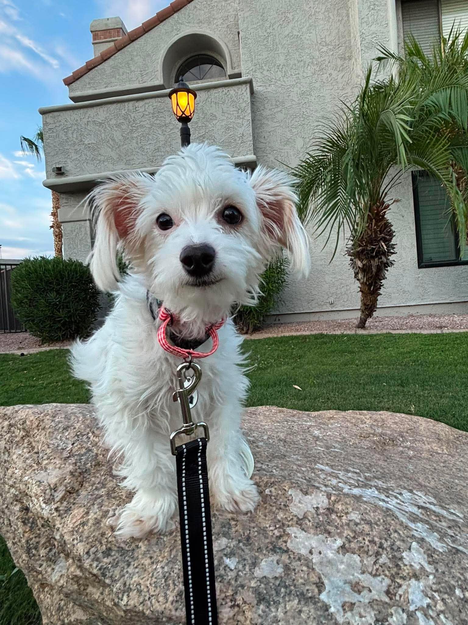 Enlarge Ceres, an adopted mixed breed in Phoenix, AZ image 2/6