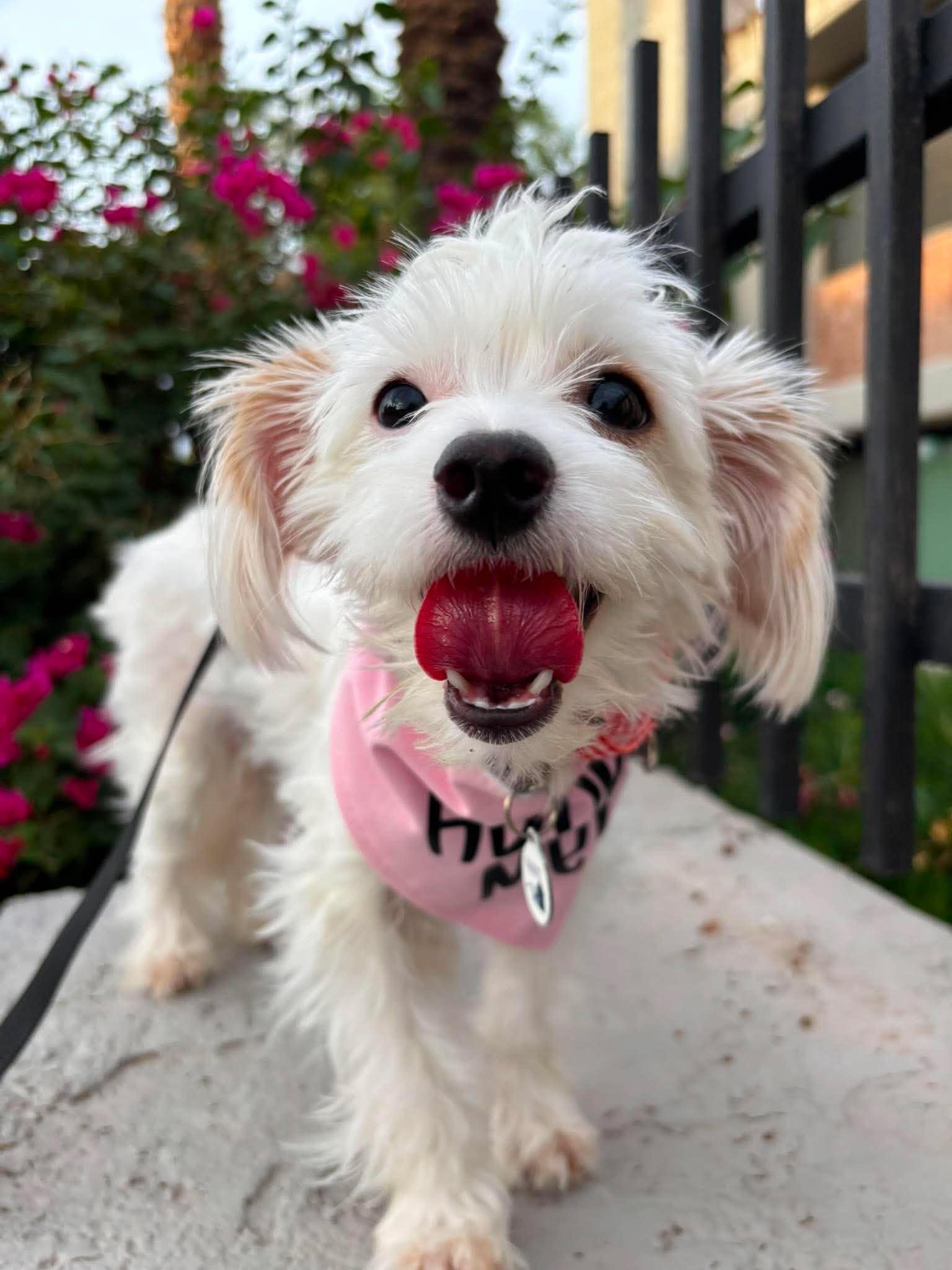 Enlarge Ceres, an adopted mixed breed in Phoenix, AZ image 6/6