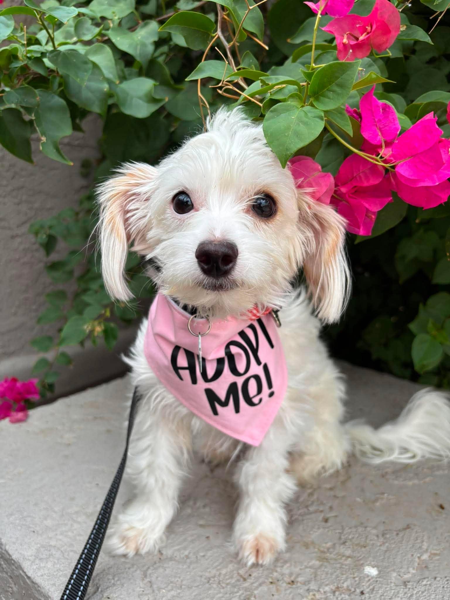Ceres, adopted, Young Female Lhasa Apso.